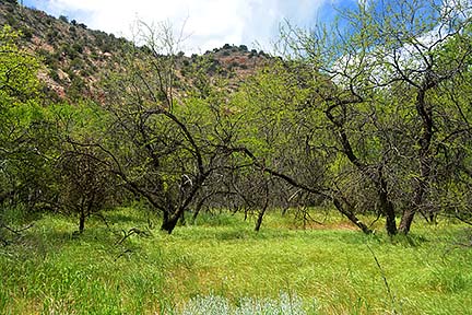 Mesquite Trees, Sycamore Canyon, April 16, 2015